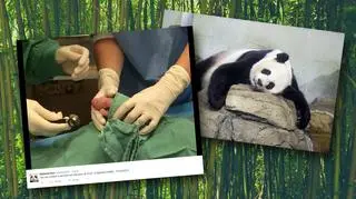 Narodziny młodych pand