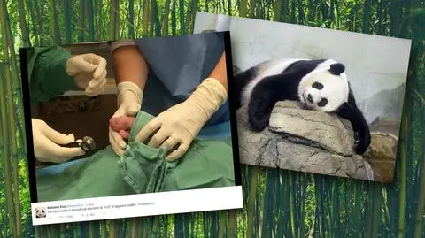 Jedna z bliźniaczych maleńkich pand zmarła. Internauci zasmuceni