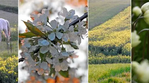 Cieszy nas powrót wiosny