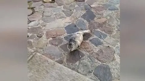 Foka odpoczywała w gdyńskim porcie