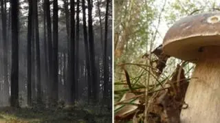 Las jesienią idealny nas spacer i grzybobranie