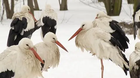 "Bociany przylatują na świętego Józefa". Swą obecnością wspierają wiosnę