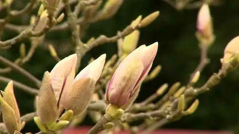 "Magnolie w tym roku będą kwitły stopniowo"