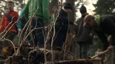 Bukiem i sosną chcą zabić "smoga krakowskiego"