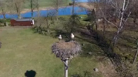 Wracają bociany, jest już pierwsza ofiara walk o terytorium