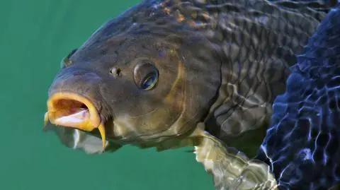 Masowy pomór karpi. Wykończył je upał