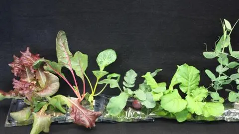 Ogródek warzywny 400 km nad Ziemią