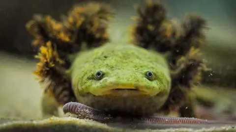 Salamandra z jeziora Patzcuaro