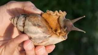 Inwazja afrykańskich ślimaków lądowych na Florydzie