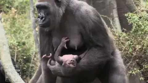 Małe goryle robią furorę w nowojorskim zoo