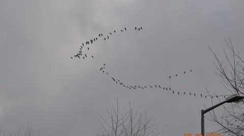 Przelatujące dzikie gęsi nad peryferiami Gniezna.