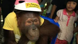 Szkolenia z bezpiecznej jazdy przeprowadza orangutan