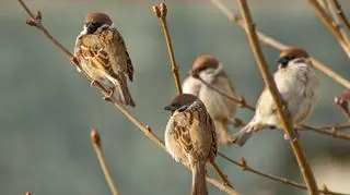 Dziś Międzynarodowy Dzień Wróbla