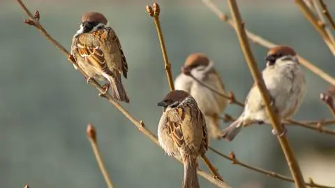 Światowy Dzień Wróbla. "Jestem na Ptak"