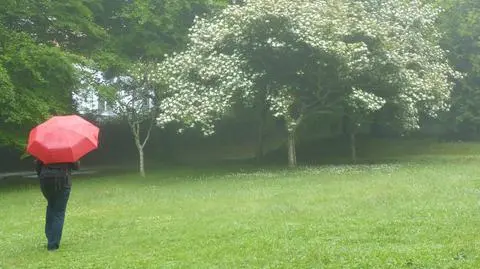 Prognoza pogody na dziś: opady, jednak nie wszędzie. Będzie ciepło