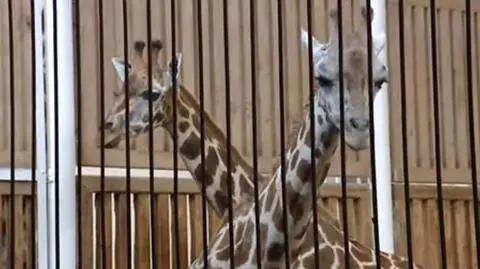 Kolejna śmierć żyrafy w łódzkim zoo. Padła Lokatka