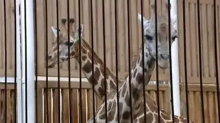 Lokatkę widać po lewej