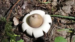 Niesamowity grzyb- gwiazdosz frędzelkowany
