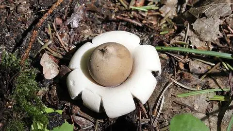 Jeśli uda wam się go zobaczyć, to macie farta. Ten grzyb to rzadkość