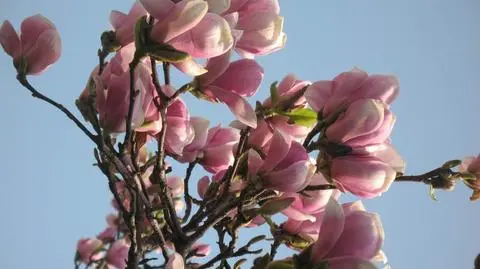 Aktualnie czytasz: Polska krajem kwitnącej magnolii
