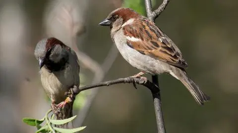 Ubyło ponad 40 mln brytyjskich ptaków. Prawie połowa z nich to wróble