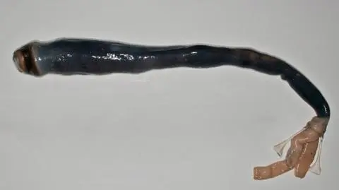 Kuphus polythalamia