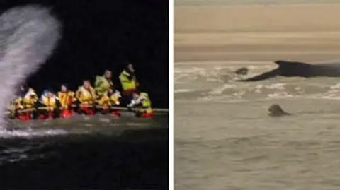 Dla tego humbaka nie ma już ratunku. "Modli się za niego cała Holandia"