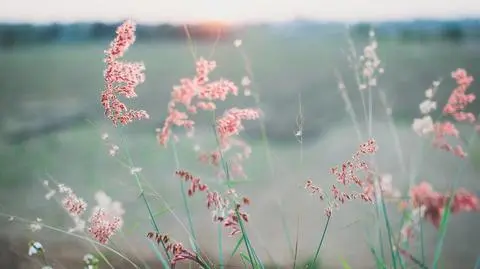 Dzień będzie pochmurny i mokry