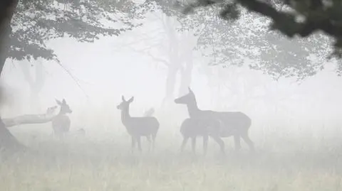 Na jak długo zapadną mgły?