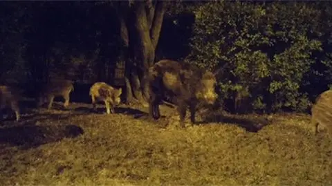 Metrem na dziko? Nocne spotkanie na Młocinach