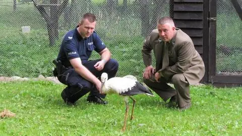 Młody bocian wypadł z gniazda. Uratowała go interwencja policji