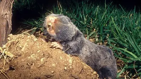 Ślepce pomogą zwalczyć raka? 