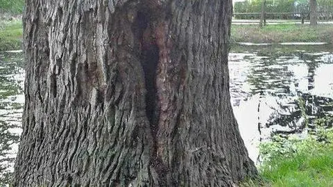 Kolejna sława wśród dębów stanęła w ogniu