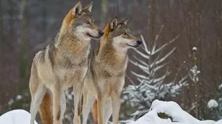 Śnieg utrudnia ucieczkę zwierzętom, więc padają łupem wilków