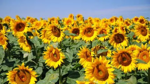 Polska prezydencja ośmieliła ekologów