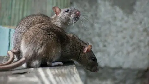Brytyjskie szczury mutanty są nie do pokonania