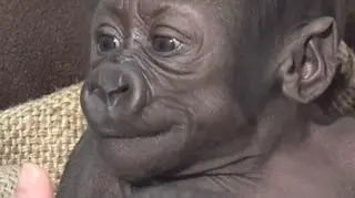 Młoda gorylica mieszka w waszyngtońskim zoo