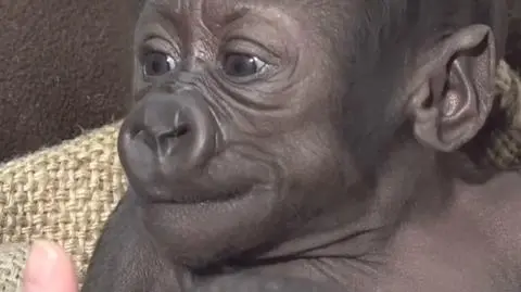 Młoda gorylica z ZOO w Seattle walczy o miłość swej matki