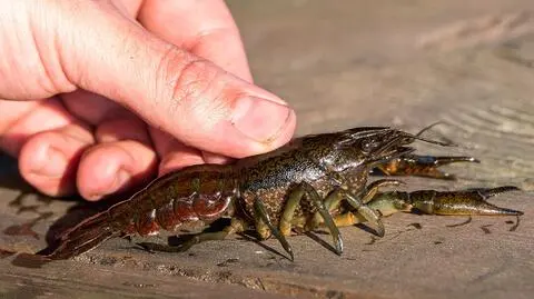 Niepozorny, ale niesie zagładę. Rak marmurkowy w Poleskim Parku Narodowym