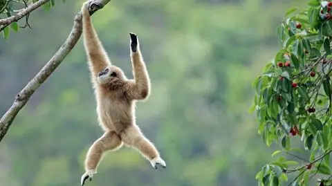 Gibbon białoręki jest gatunkiem zagrożonym wyginięciem