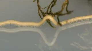 Oto Illacame Plenipes