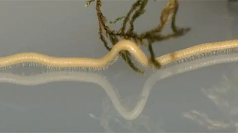 Stonoga rekordzistka: ma 750 nóg