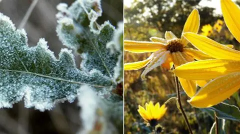 Miejscami w nocy złapał przymrozek