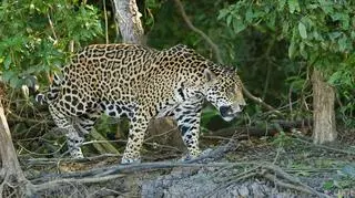 Ucieczka jaguara z zoo przestraszyła mieszkańców Łowecza