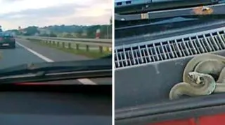 Wąż ukrył się pod maską