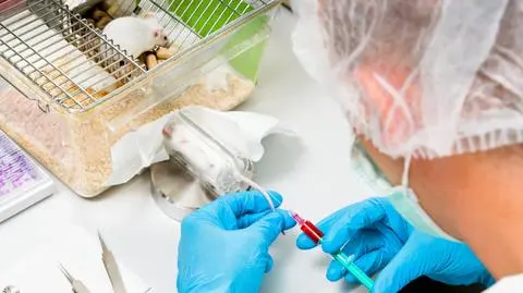 W laboratoriach najczęściej giną myszy