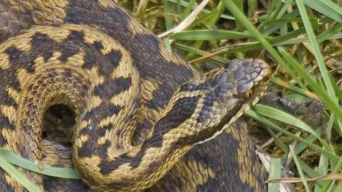 Wynaleziono tanie antidotum na jad węży