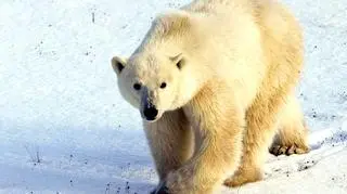 Pizzly powstał ze skrzyżowania niedźwiedzia polarnego (na zdjęciu) i grizzly