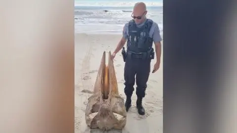 Fragment zwierzęcego szkieletu znaleziony na plaży w New Jersey