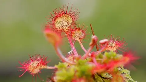 Rozmnożyli rosiczkę dzięki metodzie in vitro. Niedługo przeniosą ją na torfowiska